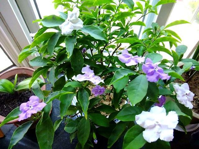 双色茉莉的芬芳与健康共舞，香气是否对人体有害？