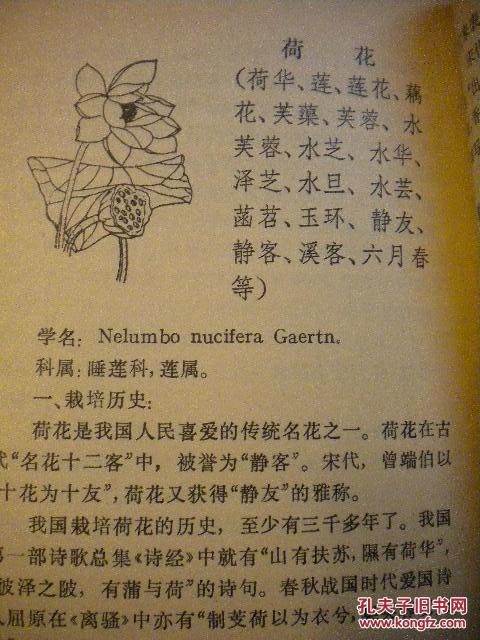 黄大仙与管家婆资料大全，传统信仰的深度解读与实践指南管家婆黄大仙中牲网