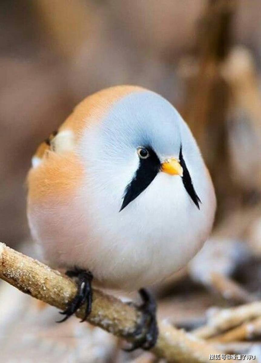 (Wuyi Birds Gallery)的概述及特点 約367 字 作为一款知名的图片分享平台
